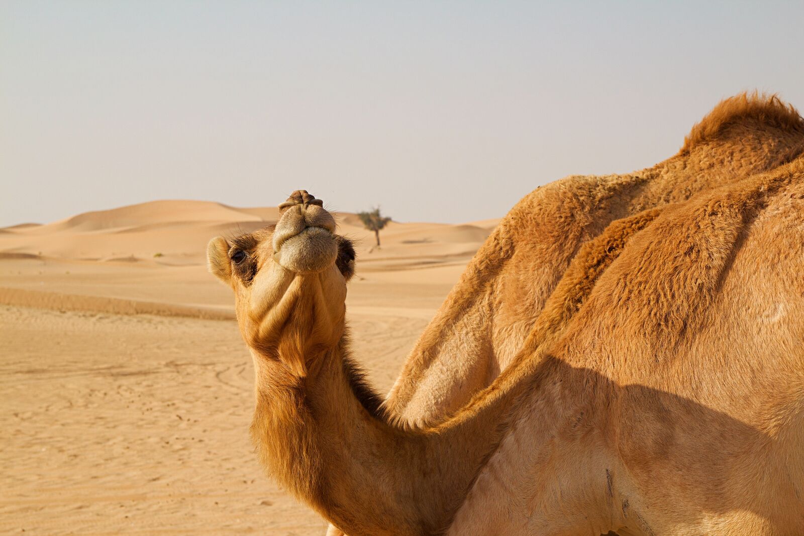Canon EOS 600D (Rebel EOS T3i / EOS Kiss X5) sample photo. Abu dhabi, emirates, desert photography