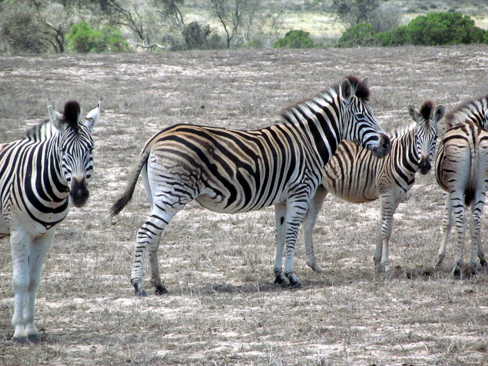 Canon PowerShot SX150 IS sample photo. Zebra, wildlife, africa photography