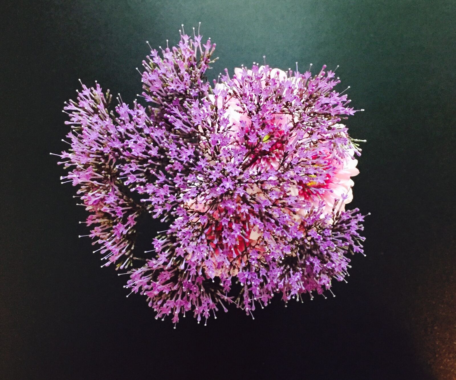 iPhone 6 back camera 4.15mm f/2.2 sample photo. Purple, vervain photography