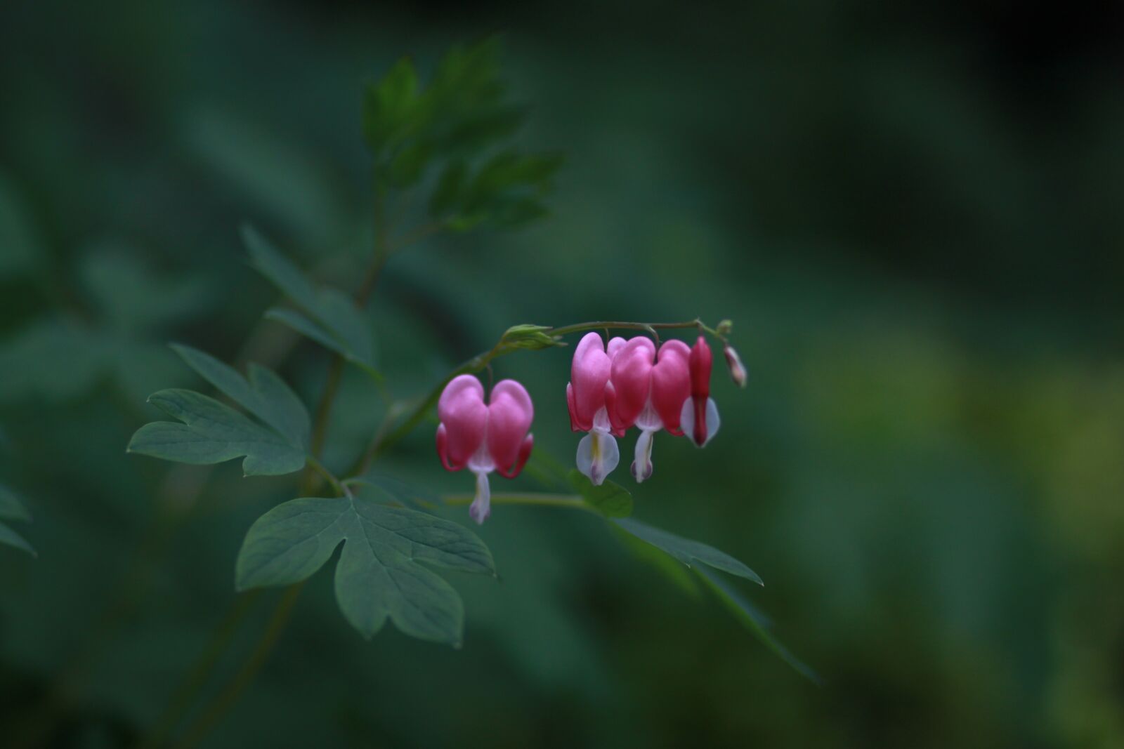 Canon EOS 500D (EOS Rebel T1i / EOS Kiss X3) sample photo. Nature, some people don't photography