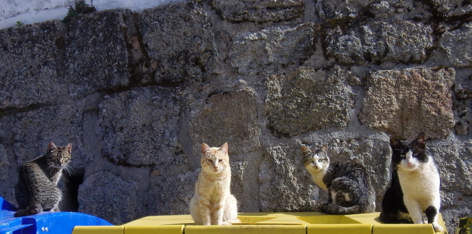 Olympus SP-810UZ sample photo. Cats, feline, animal photography