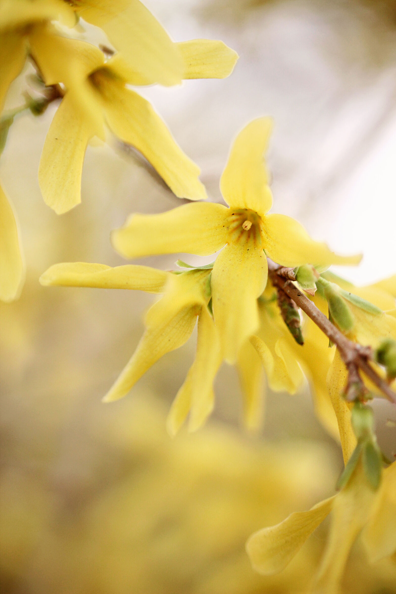 Canon EOS 600D (Rebel EOS T3i / EOS Kiss X5) + Canon EF 50mm F1.8 II sample photo. Bloom, branch, bush, flower photography