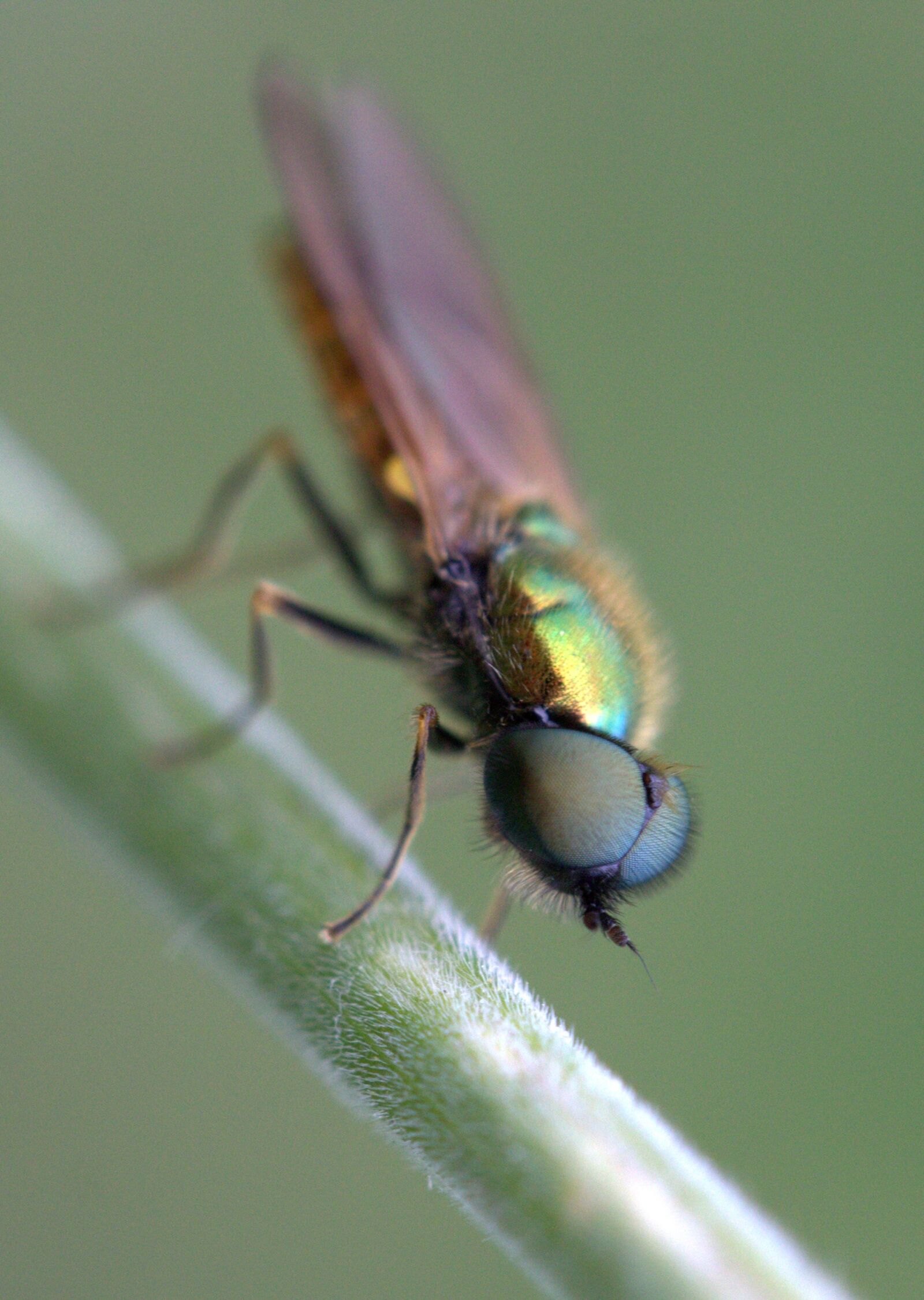 Canon EF-S 60mm F2.8 Macro USM sample photo. Fly, green, strain photography