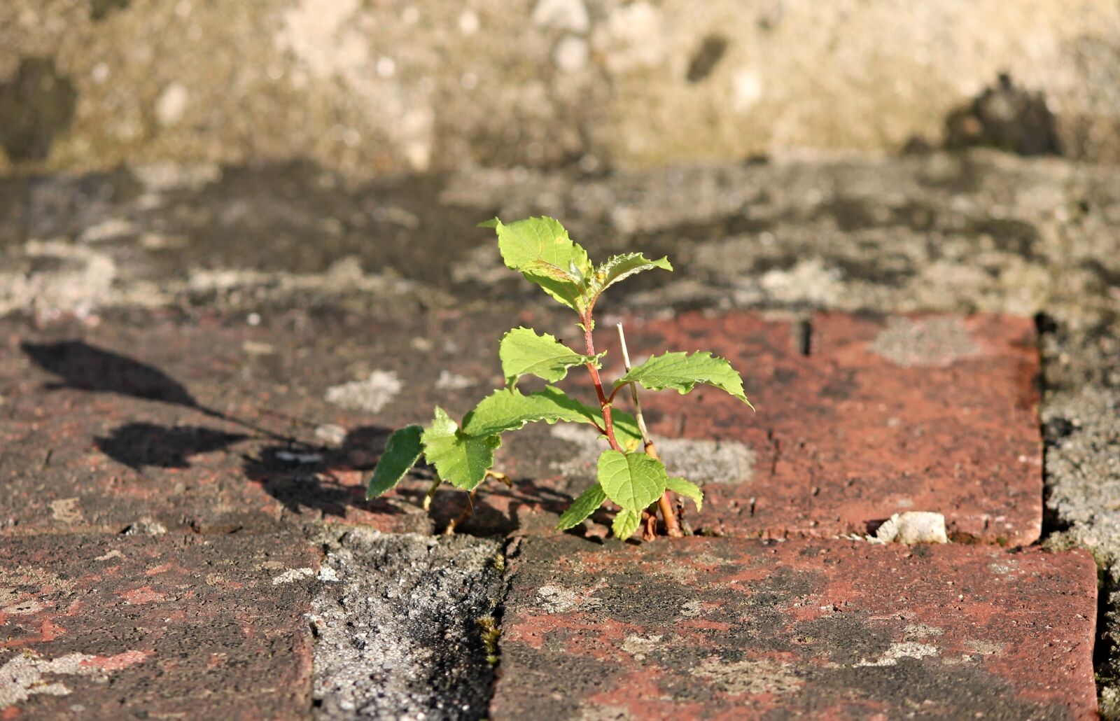 Canon EOS 1100D (EOS Rebel T3 / EOS Kiss X50) sample photo. Plant, stone, wall photography