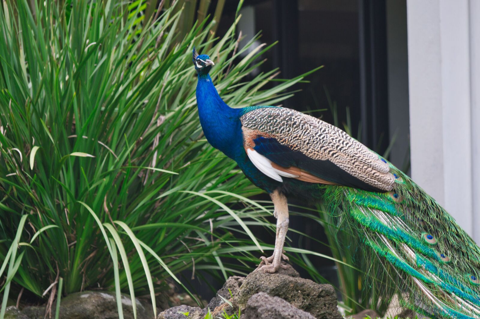 Nikon D3200 sample photo. Costa rica, ave, peacock photography