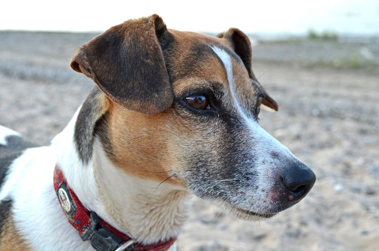 Nikon D5100 sample photo. Dog, terrier, beach photography