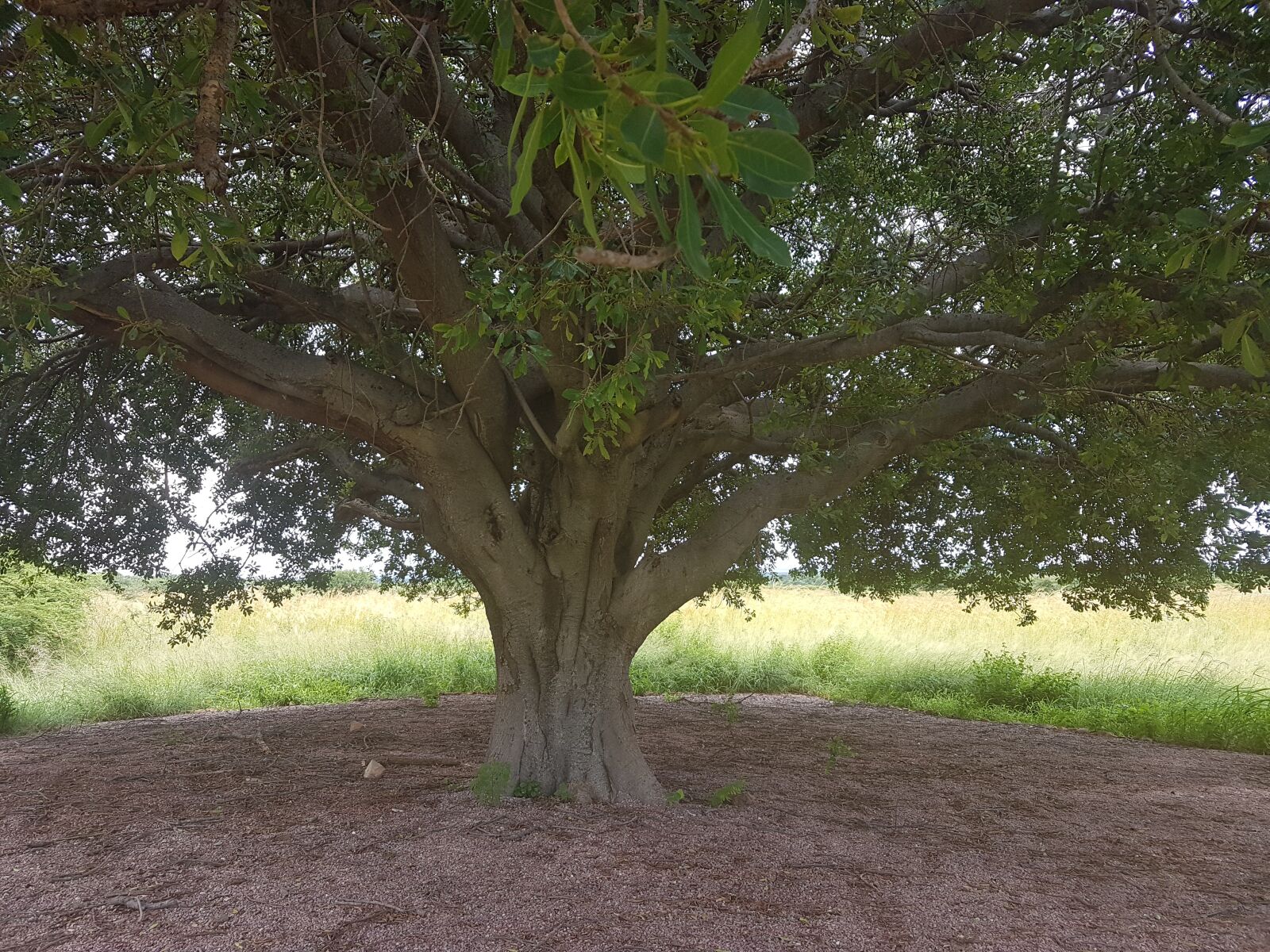 Samsung Galaxy S7 sample photo. Tree, nature, earth photography