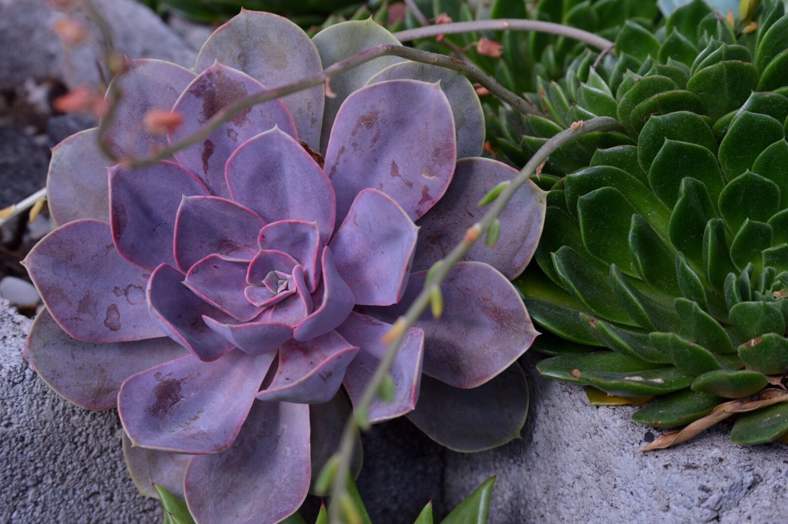 Nikon D3200 sample photo. Nature, plant, cactus photography