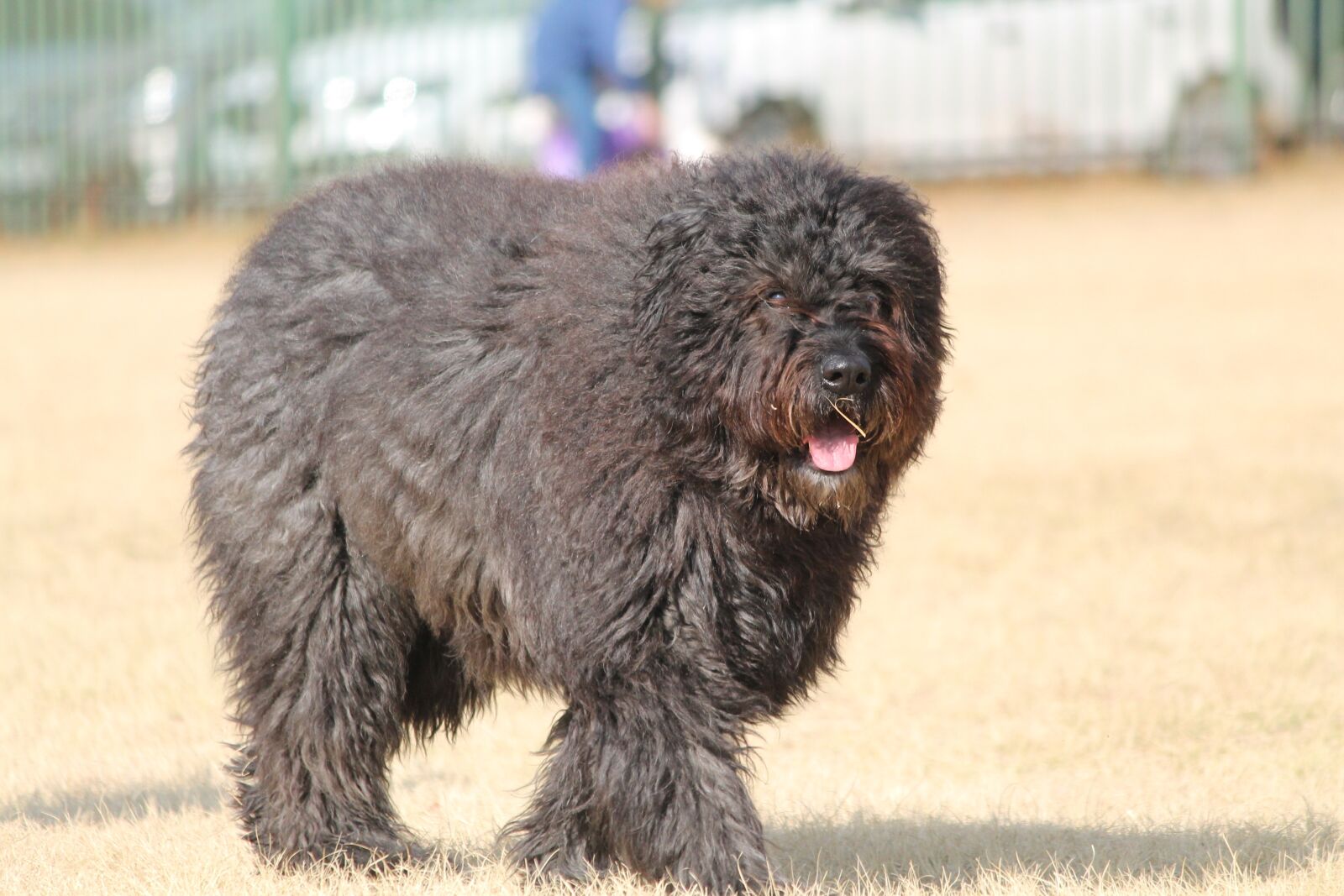 Canon EOS 1100D (EOS Rebel T3 / EOS Kiss X50) sample photo. Dog, belgium bouvier, fur photography