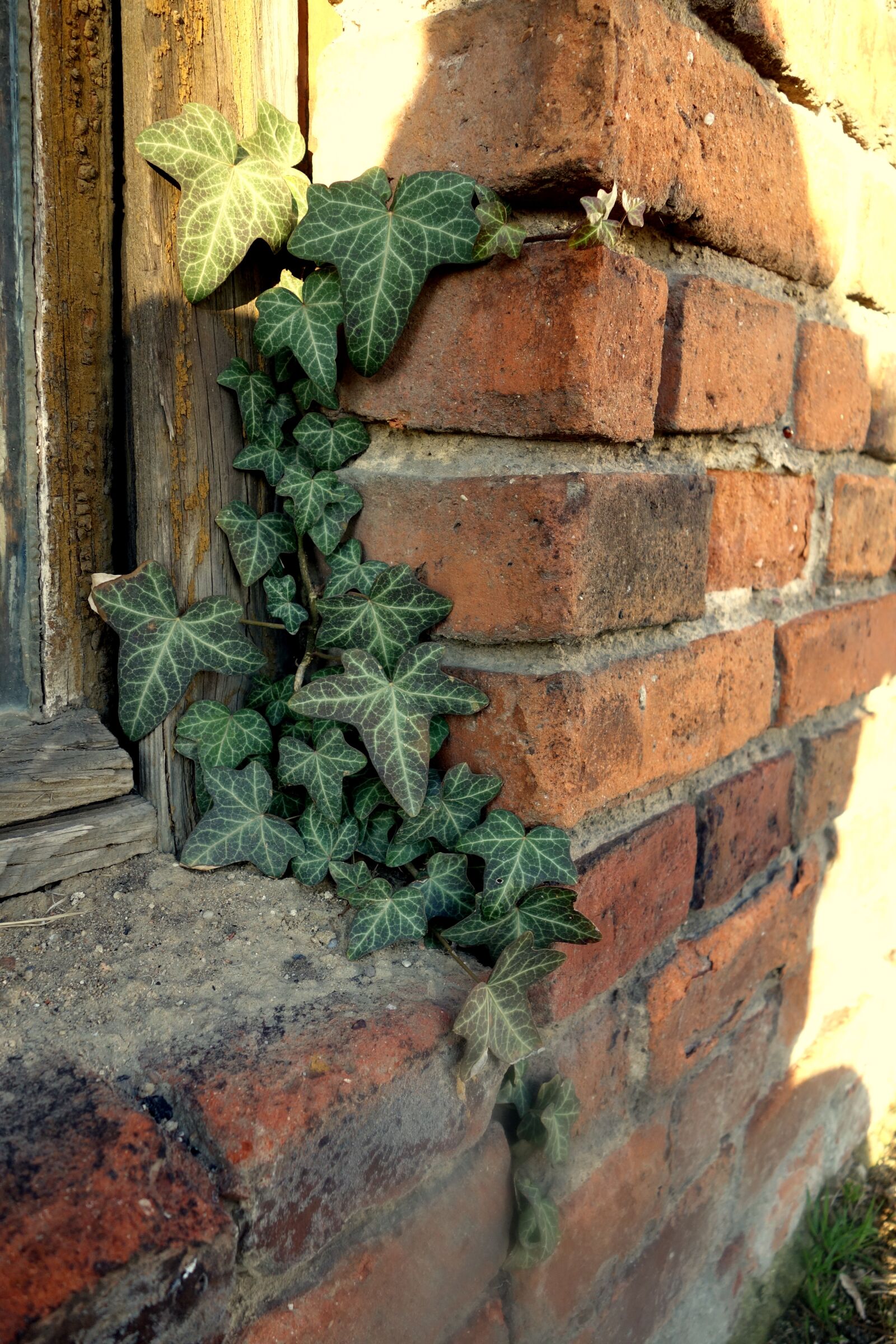 Sony Cyber-shot DSC-RX100 sample photo. Lake dusia, ivy, window photography