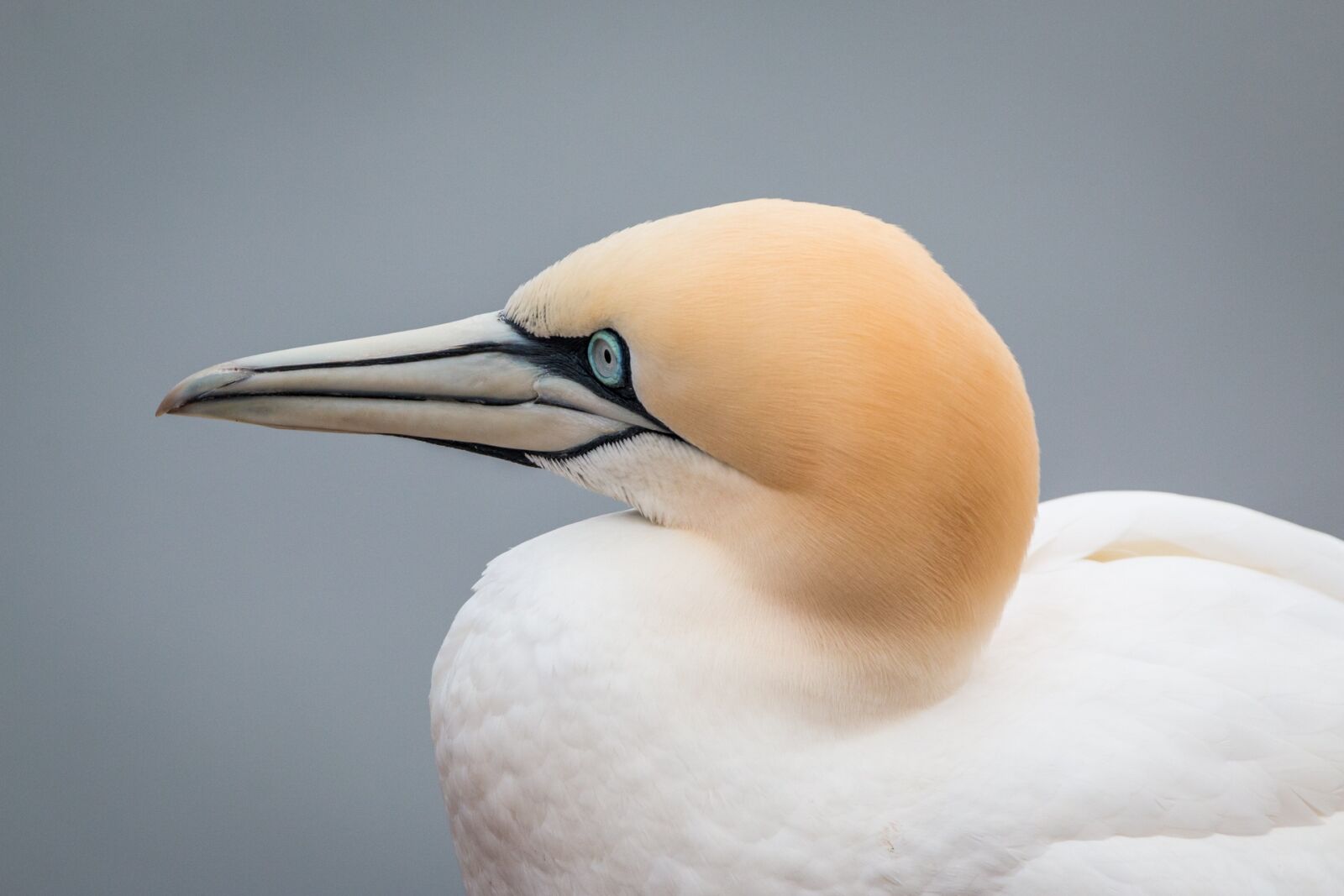 Canon EOS 70D sample photo. Northern gannet, boobies, morus photography