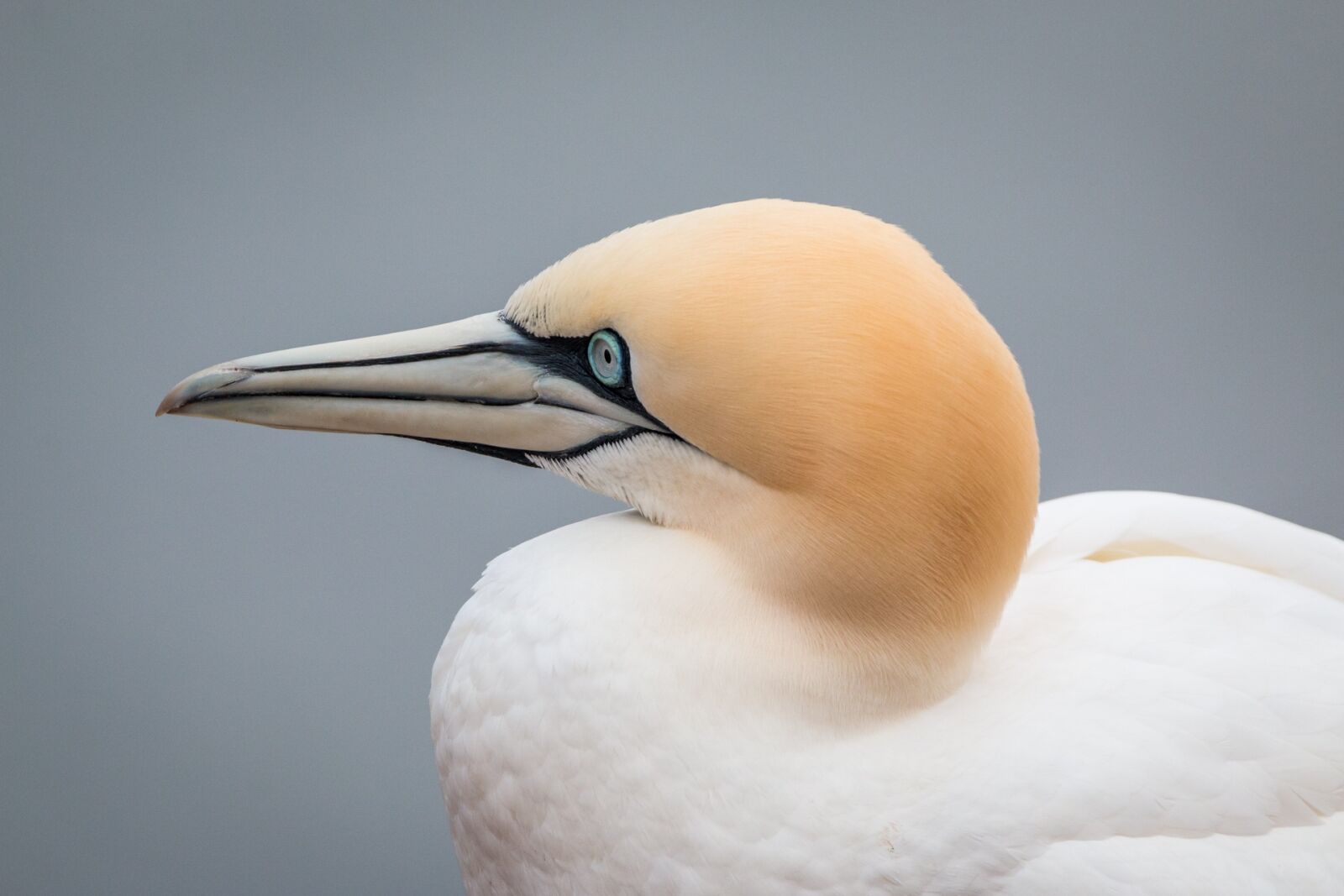 Canon EOS 70D + 150-600mm F5-6.3 DG OS HSM | Contemporary 015 sample photo. Northern gannet, boobies, morus photography