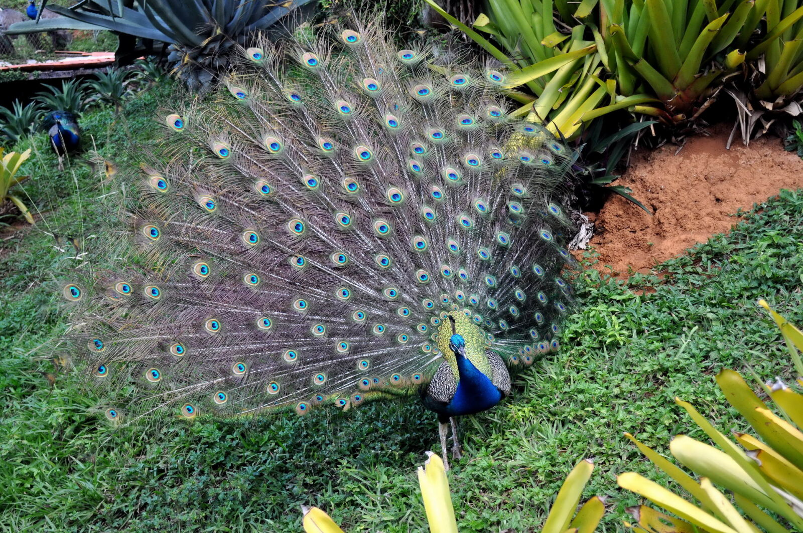 Nikon D5000 sample photo. Peacock, male, bird, park photography
