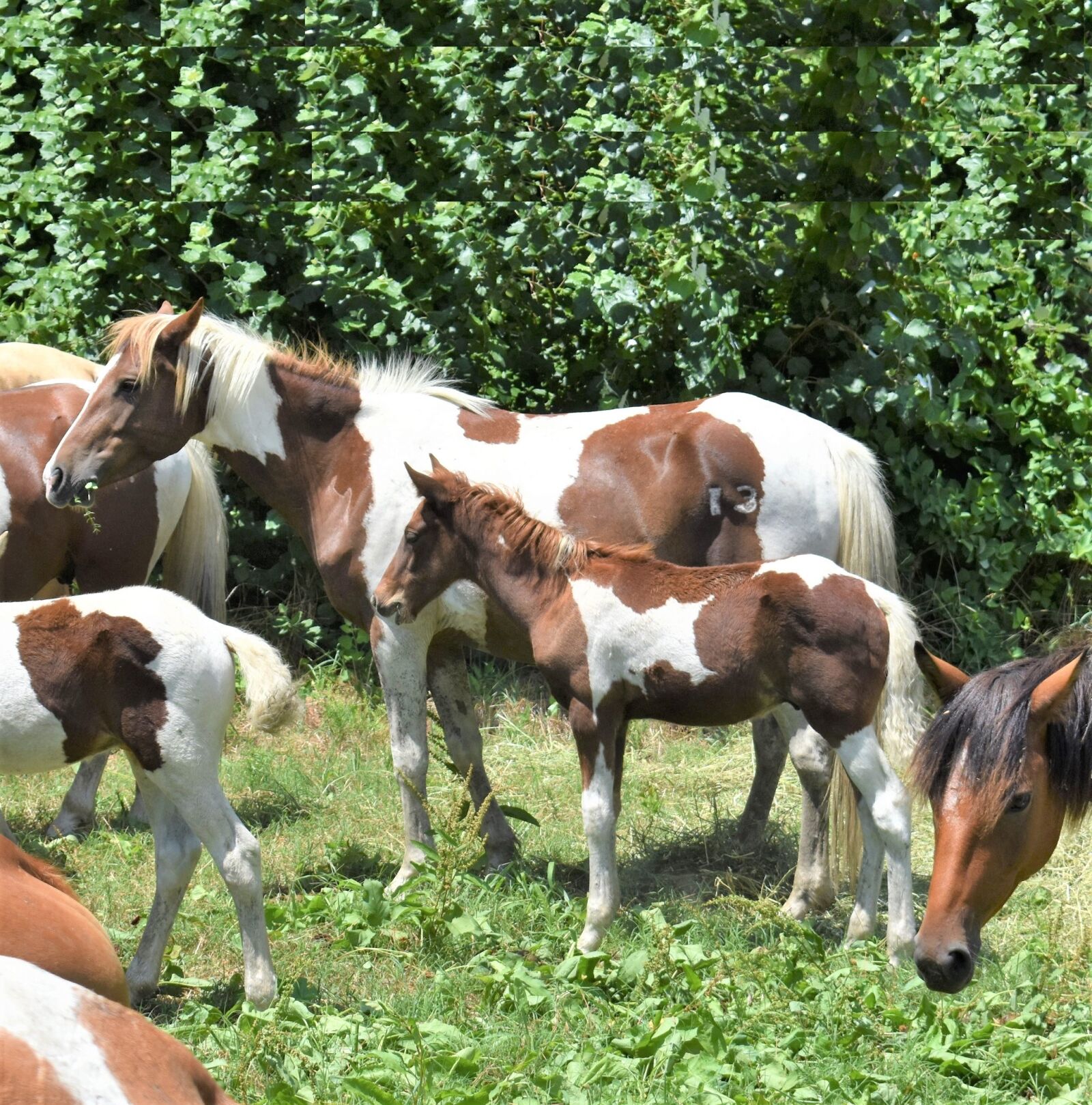 Nikon D3400 sample photo. Pony, chincoteague pony, pony photography