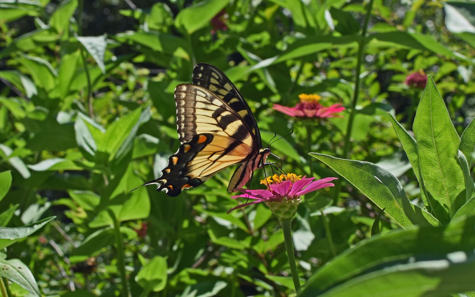 Nikon D3300 sample photo. Common swallowtail on zinnia photography