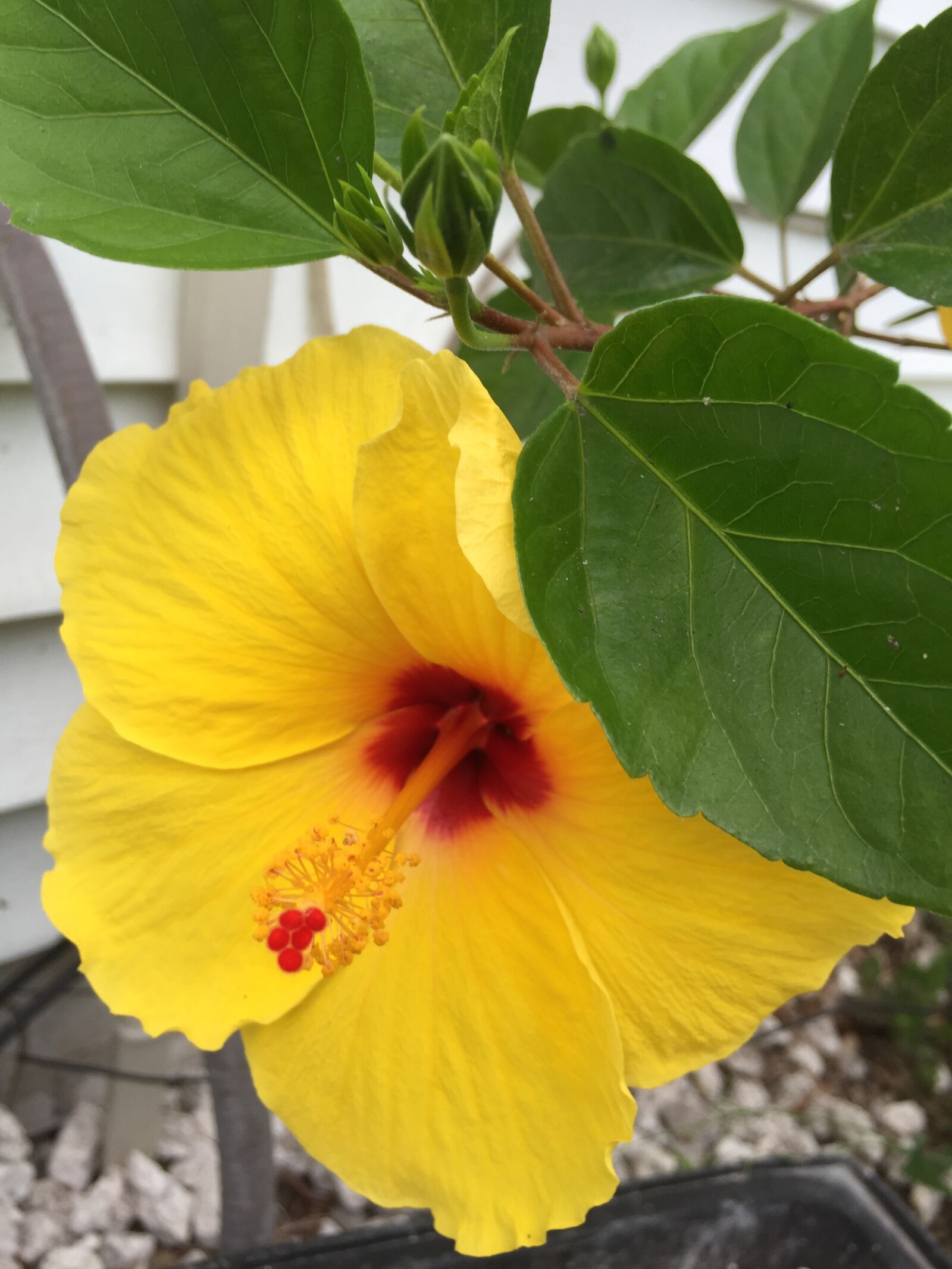 Apple iPhone 6 sample photo