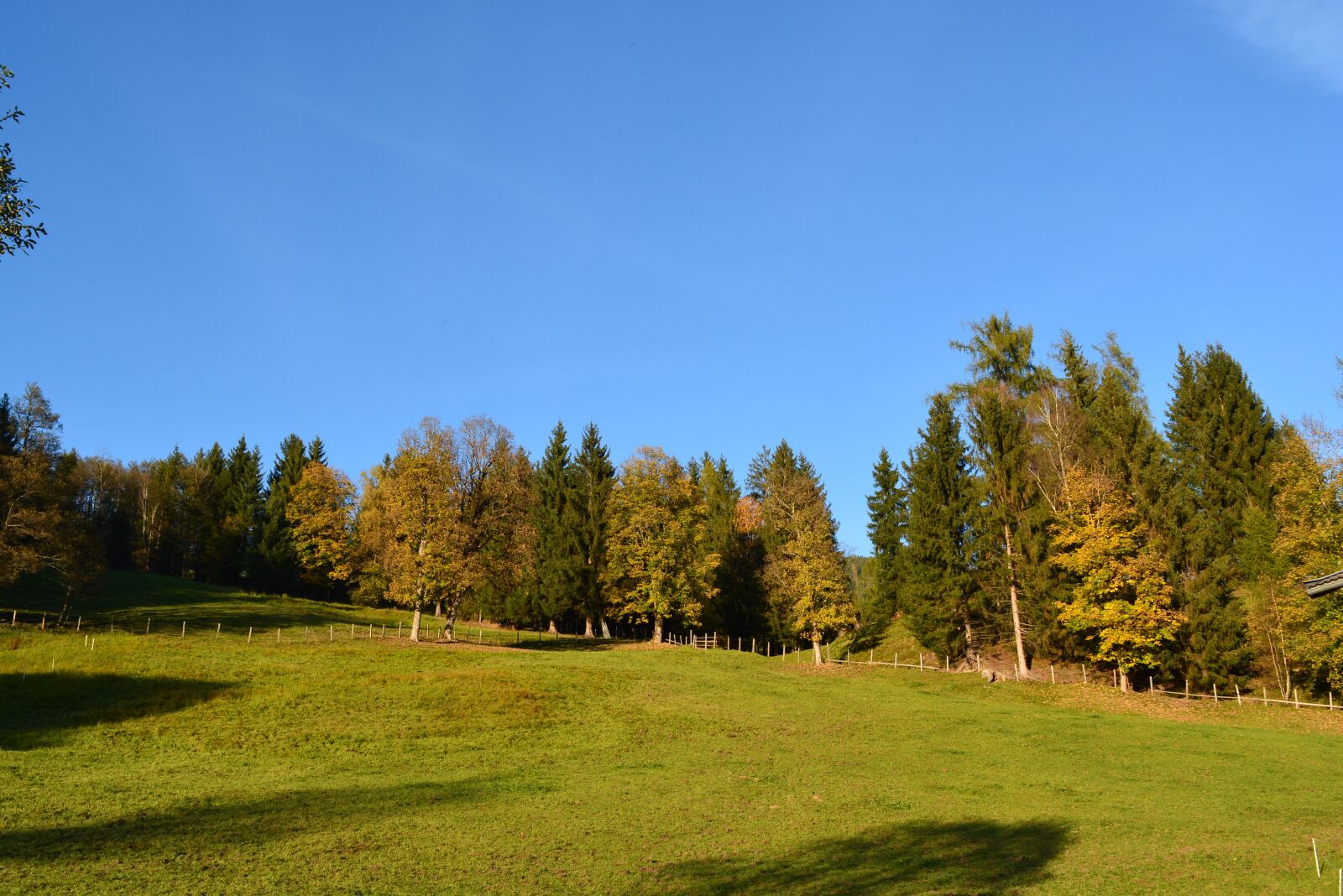 Nikon D5200 sample photo. Tree, nature, grass photography
