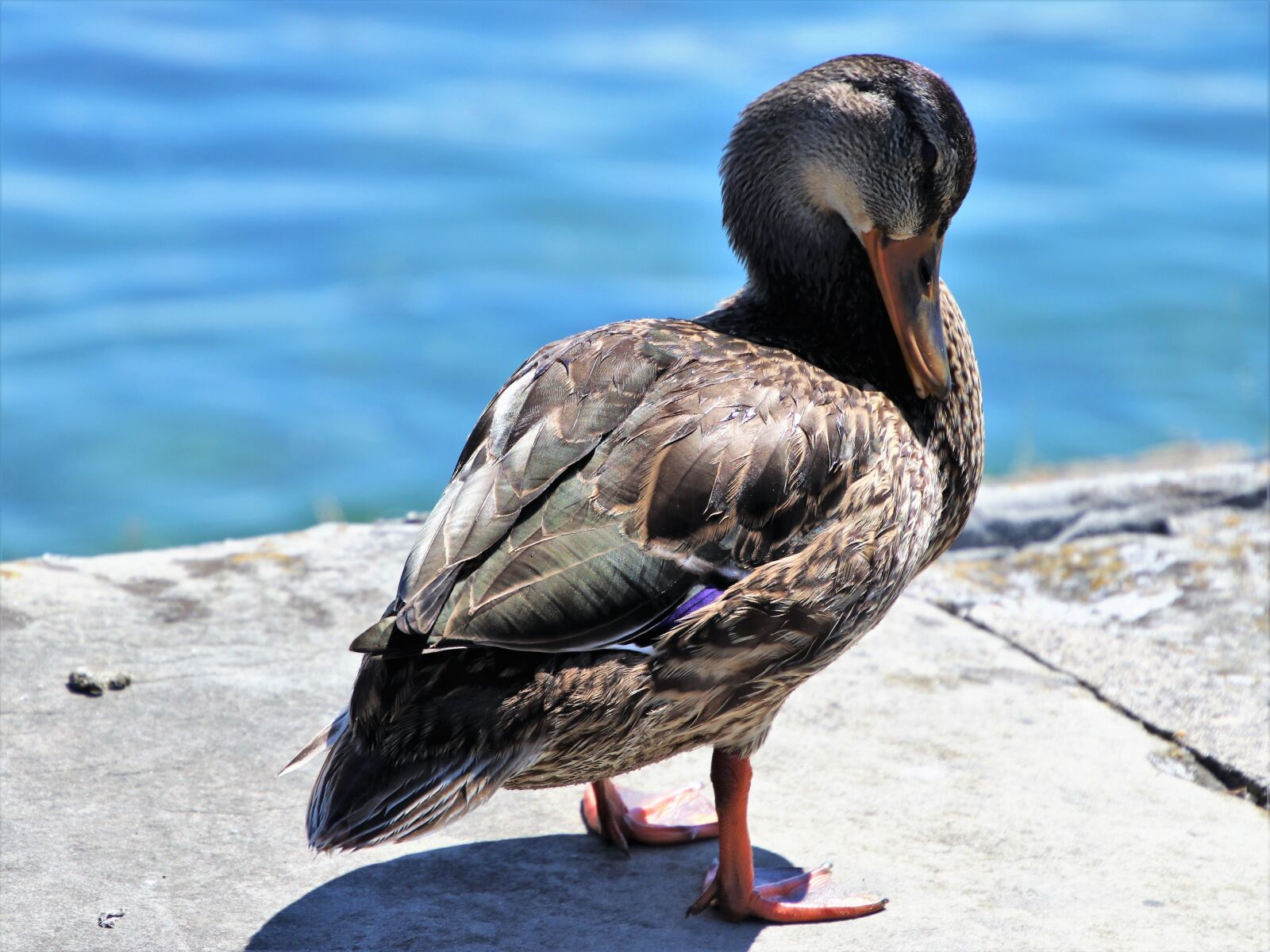 Canon EOS 80D sample photo. Duck, charming, outside photography