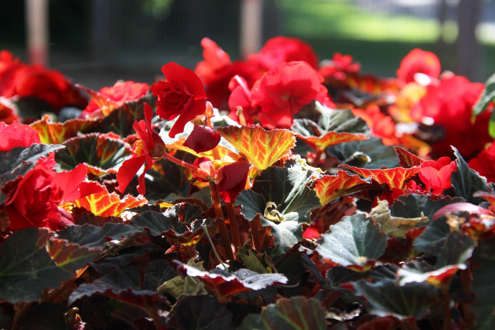 Canon EOS 700D (EOS Rebel T5i / EOS Kiss X7i) sample photo. Begonias, nature, fire photography