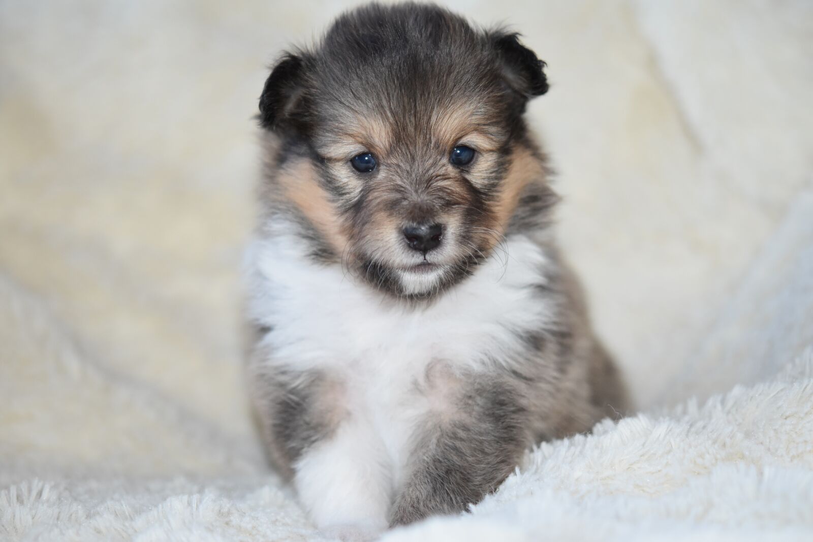 Nikon D5600 sample photo. Puppy shetland sheepdog, pup photography