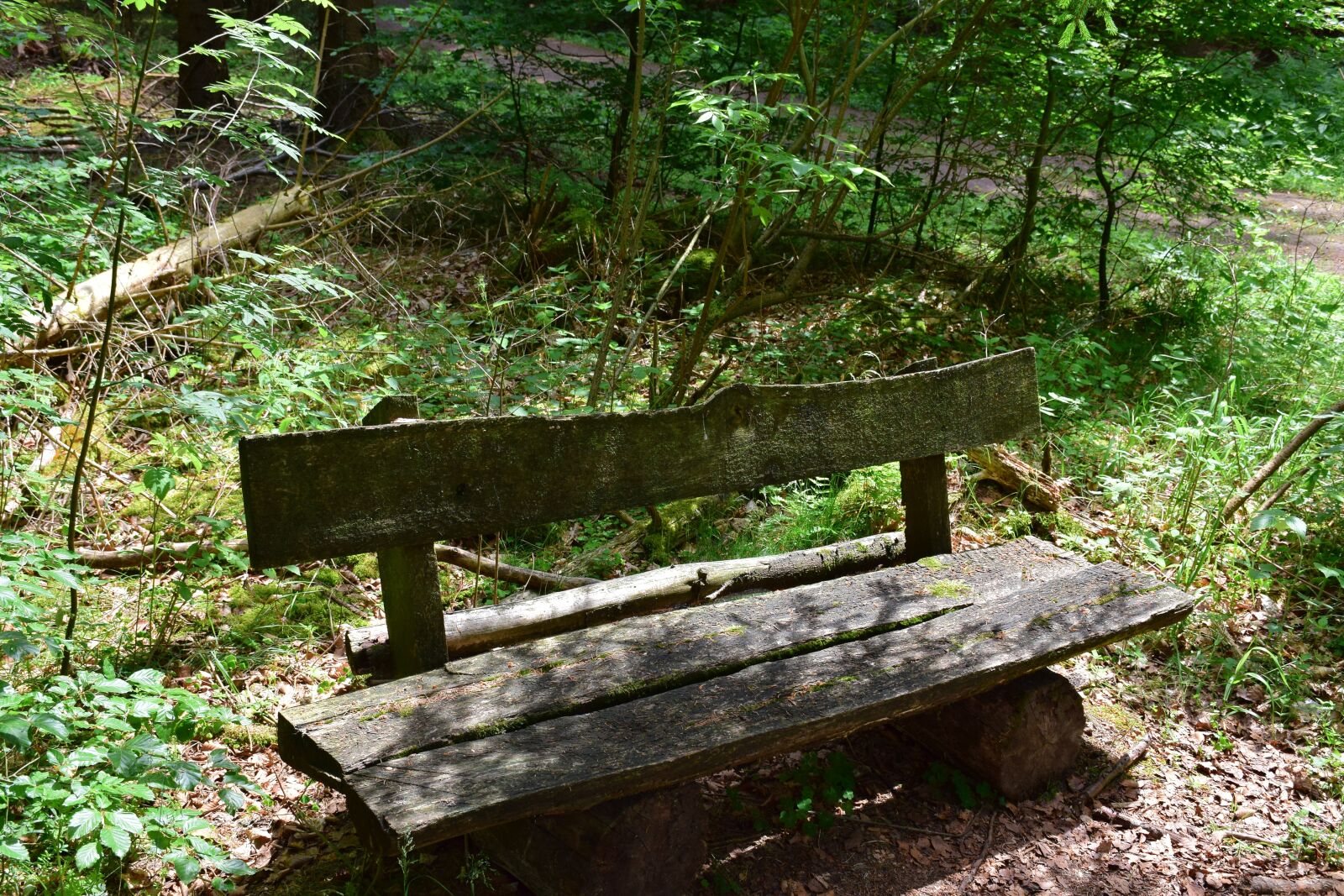 Nikon D5300 sample photo. Bank, rest, forest photography