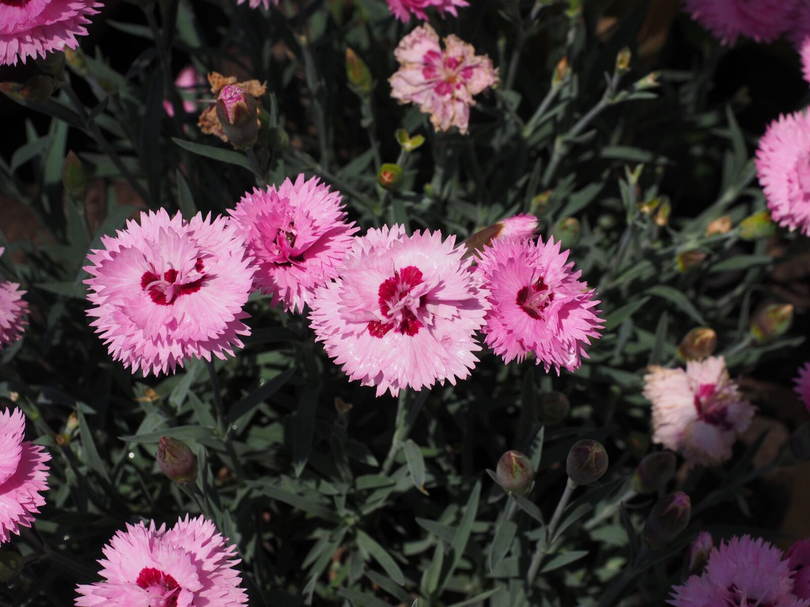 Olympus OM-D E-M1 + Olympus M.Zuiko Digital ED 12-40mm F2.8 Pro sample photo. Cloves, pentecostal-carnation, pinnate photography