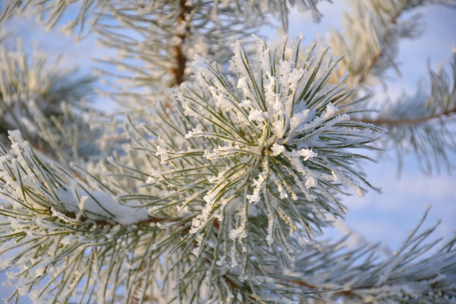 Nikon D3100 sample photo. Tree, pine, winter photography