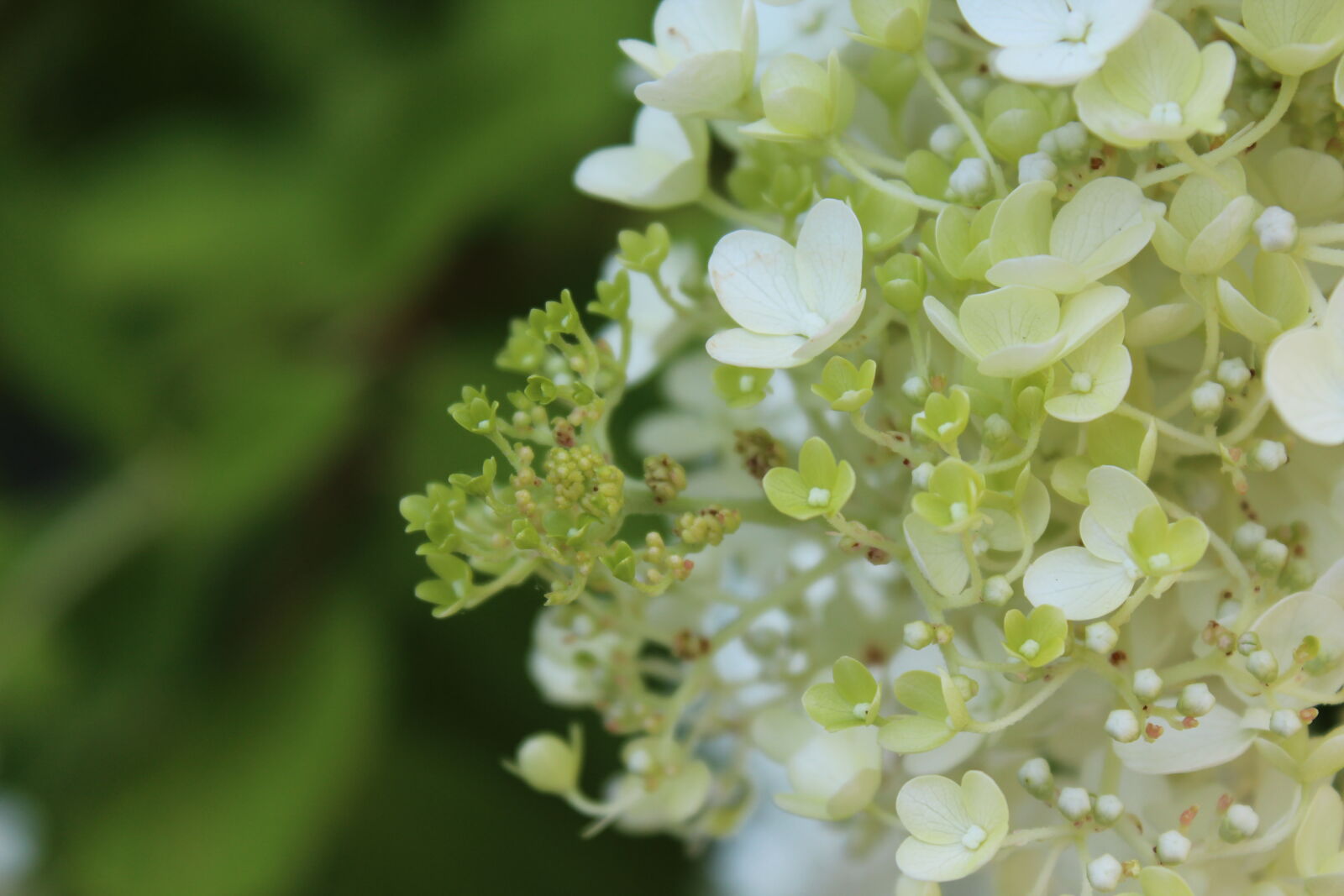 Canon EOS 1200D (EOS Rebel T5 / EOS Kiss X70 / EOS Hi) sample photo. Flower, nature, white photography