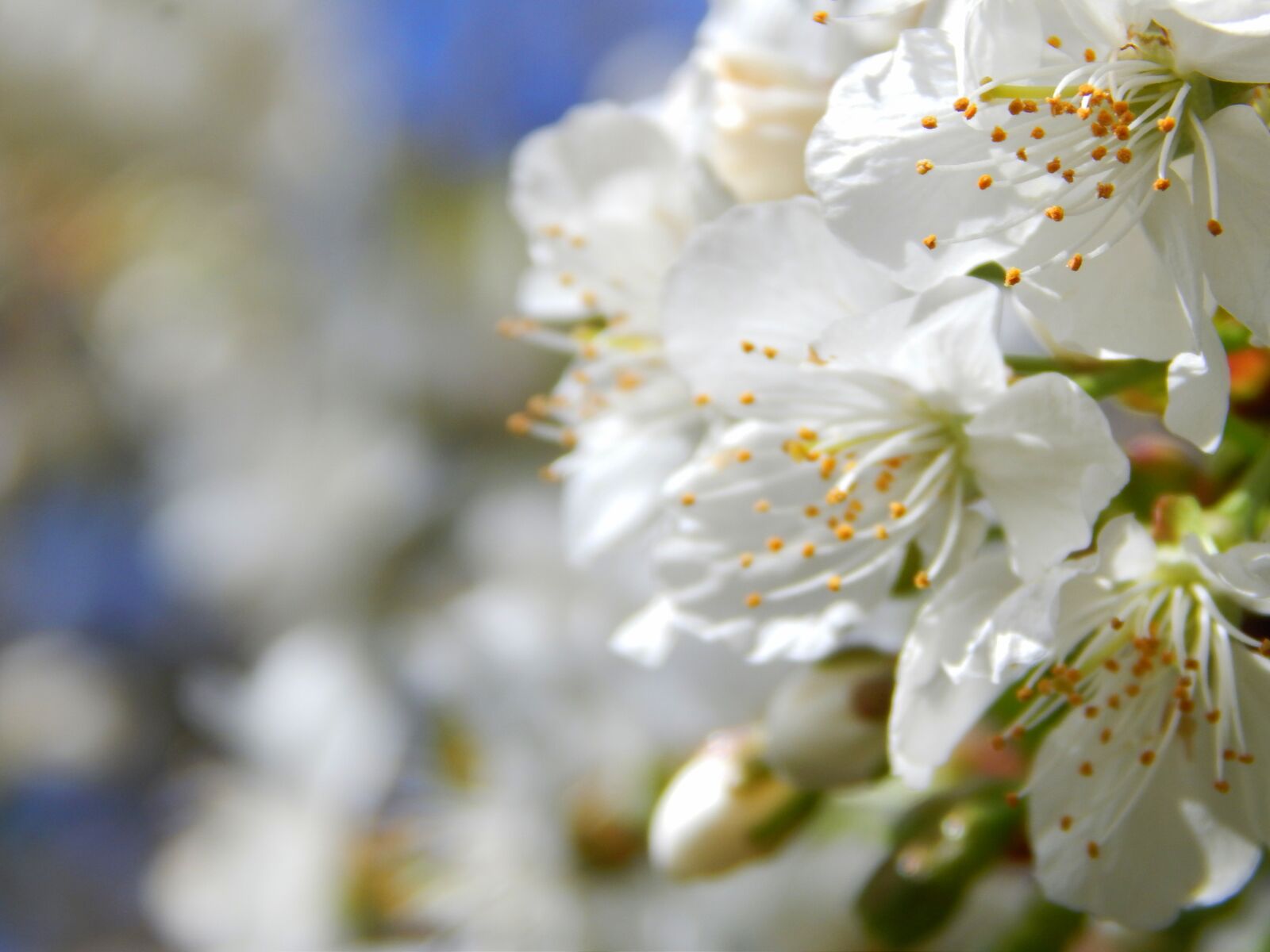 Nikon Coolpix L820 sample photo. Flora, spring, flowers photography