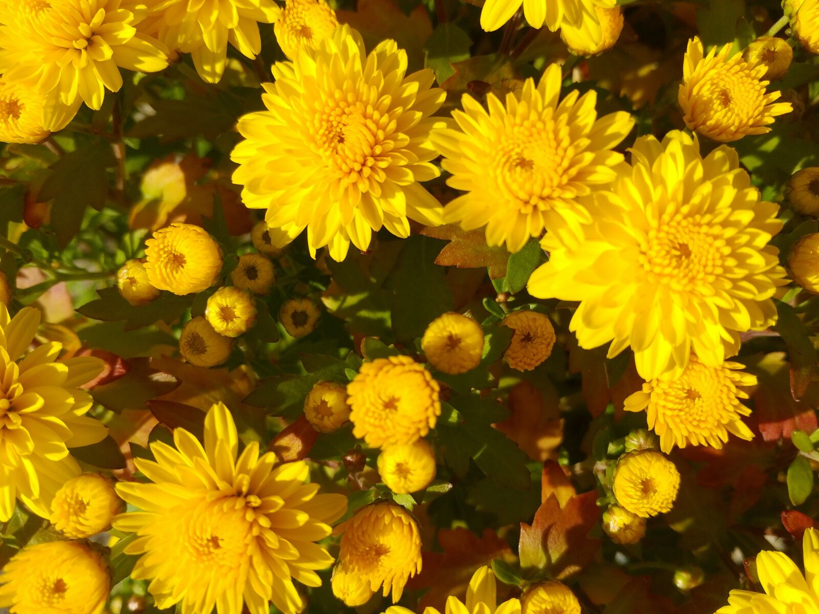 LG G5 sample photo. Given, flowers, yellow photography
