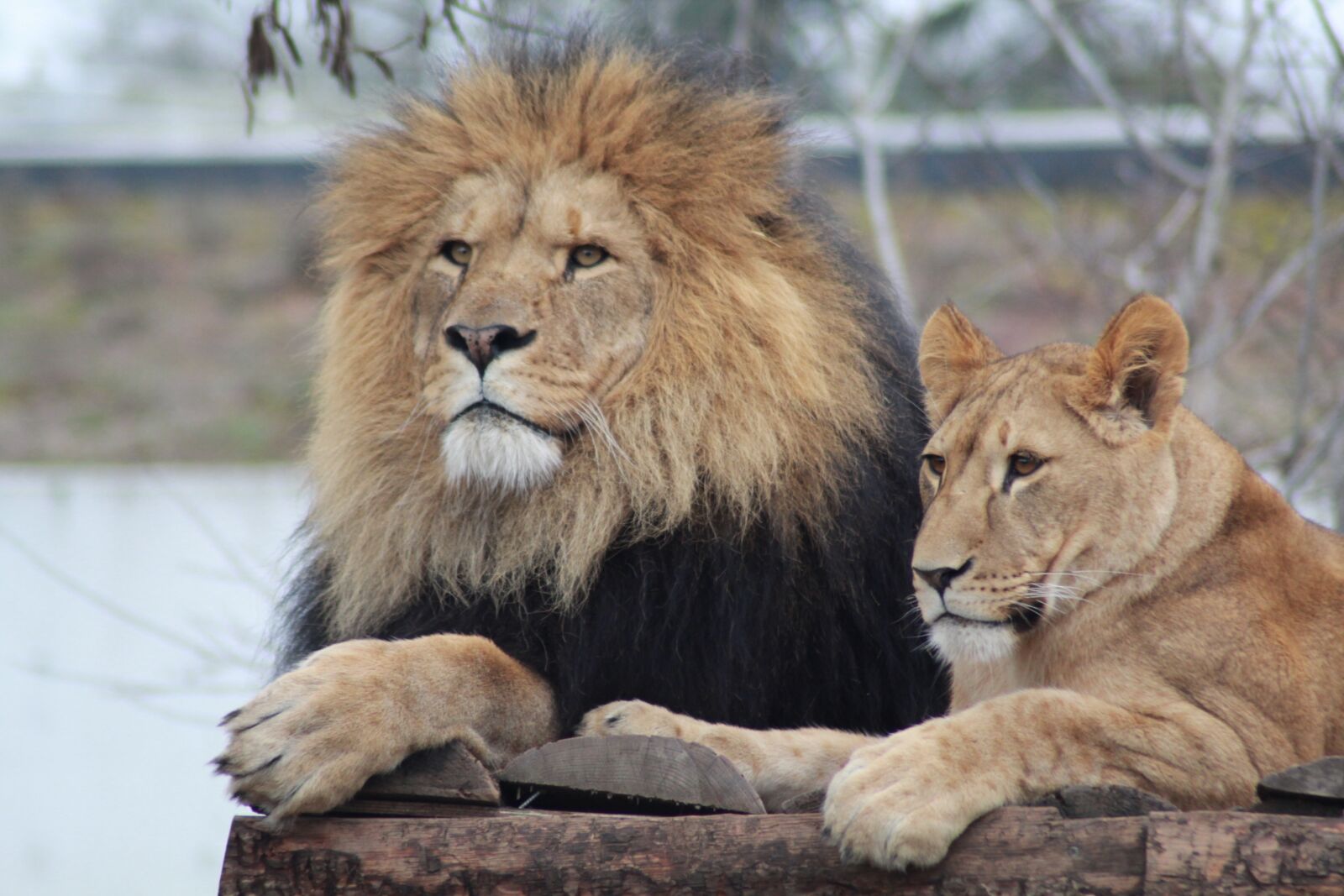 Canon EOS 1200D (EOS Rebel T5 / EOS Kiss X70 / EOS Hi) sample photo. Male lion, lioness, lion photography