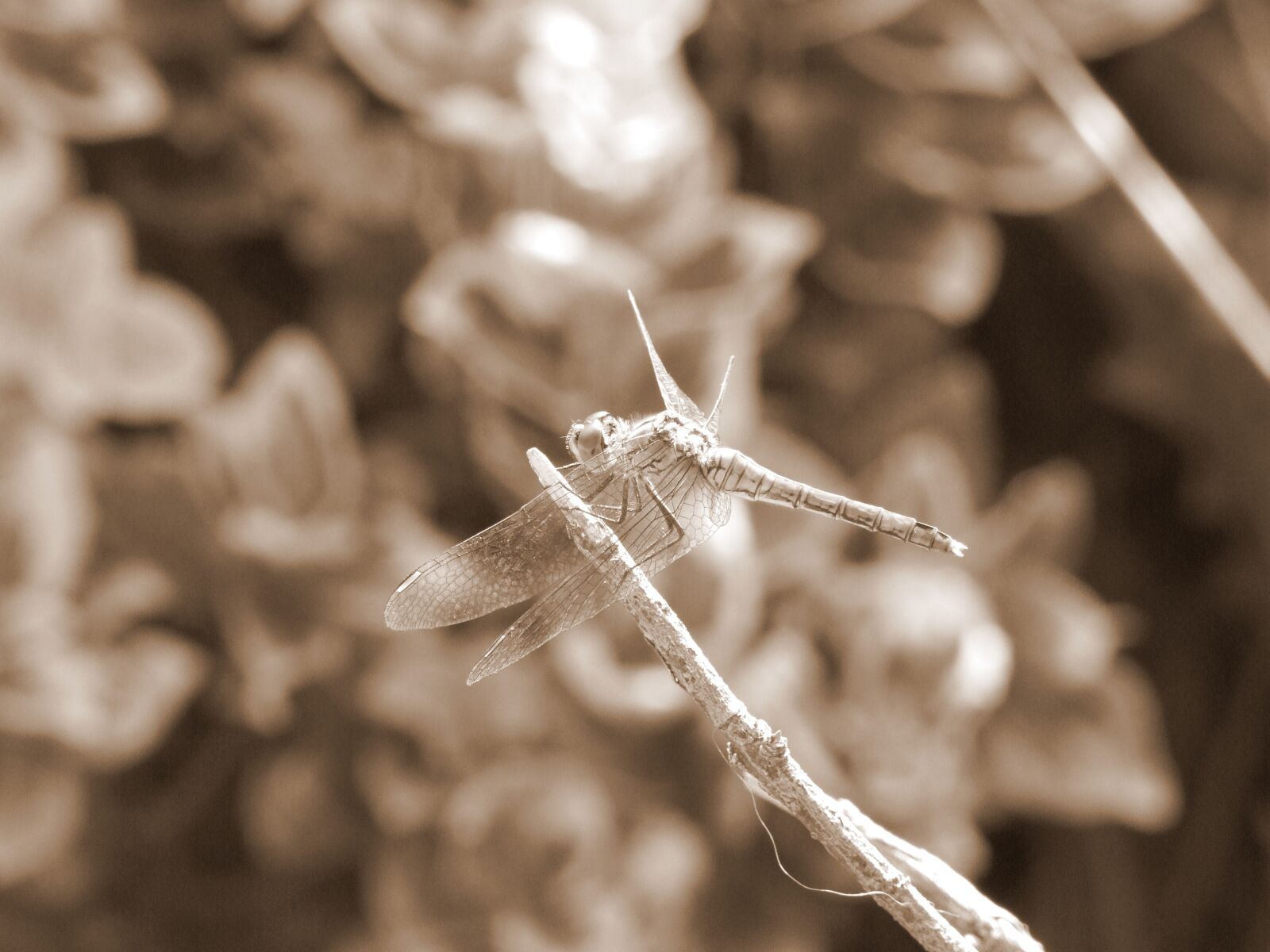 Fujifilm FinePix S100fs sample photo. Dragonfly, macro, detail photography