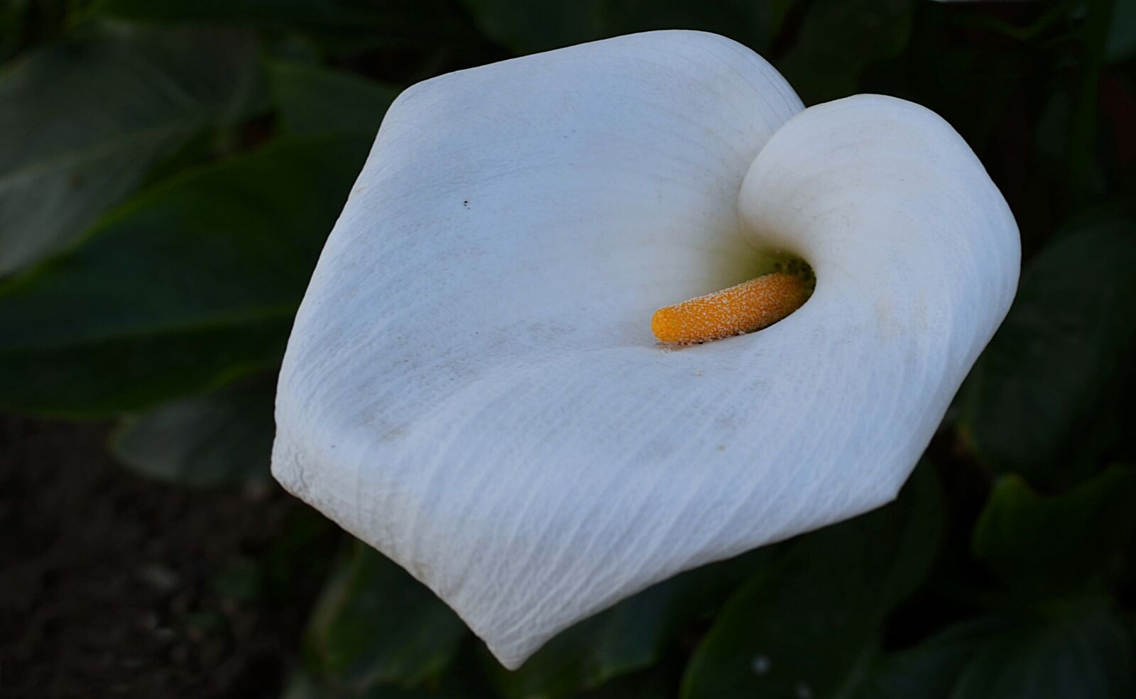 Nikon D5100 sample photo. Lily, white, flower photography