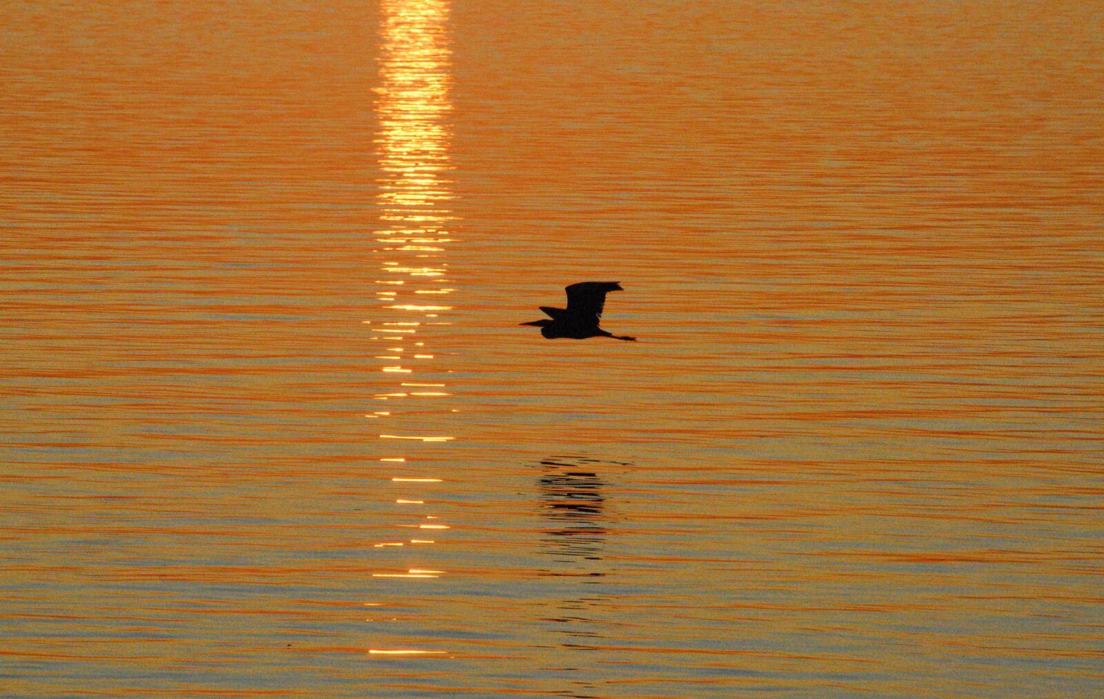 Nikon D200 sample photo. Heron, silhouette, bird photography