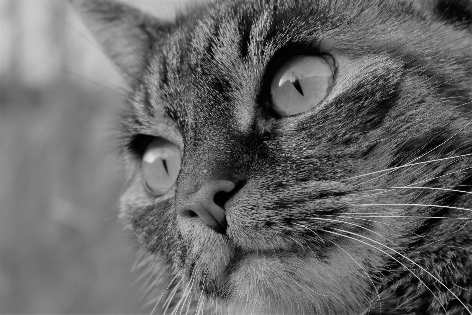 Nikon D5500 sample photo. Cat, pet, animal photography