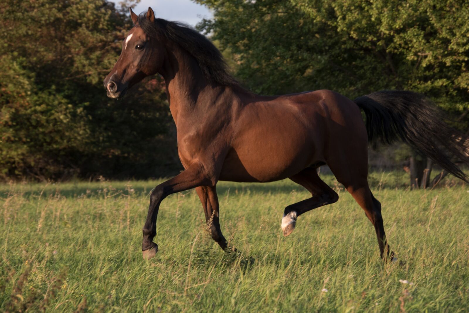 Nikon D5600 sample photo. Horse, running, galloping photography