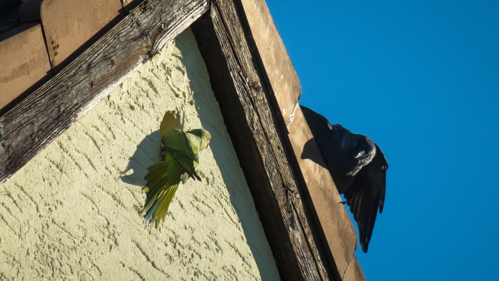 Canon PowerShot G3 X sample photo. Rivalry, parrot, jackdaw photography