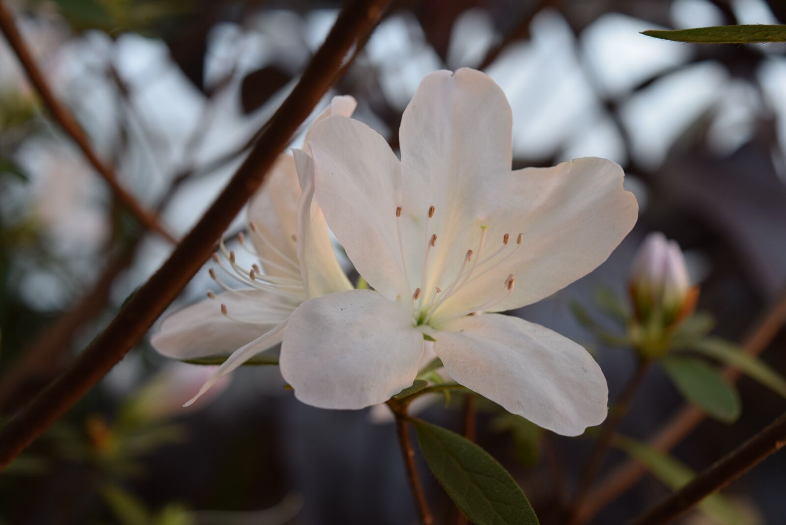 Nikon D5300 sample photo. Azalea, white, garden photography