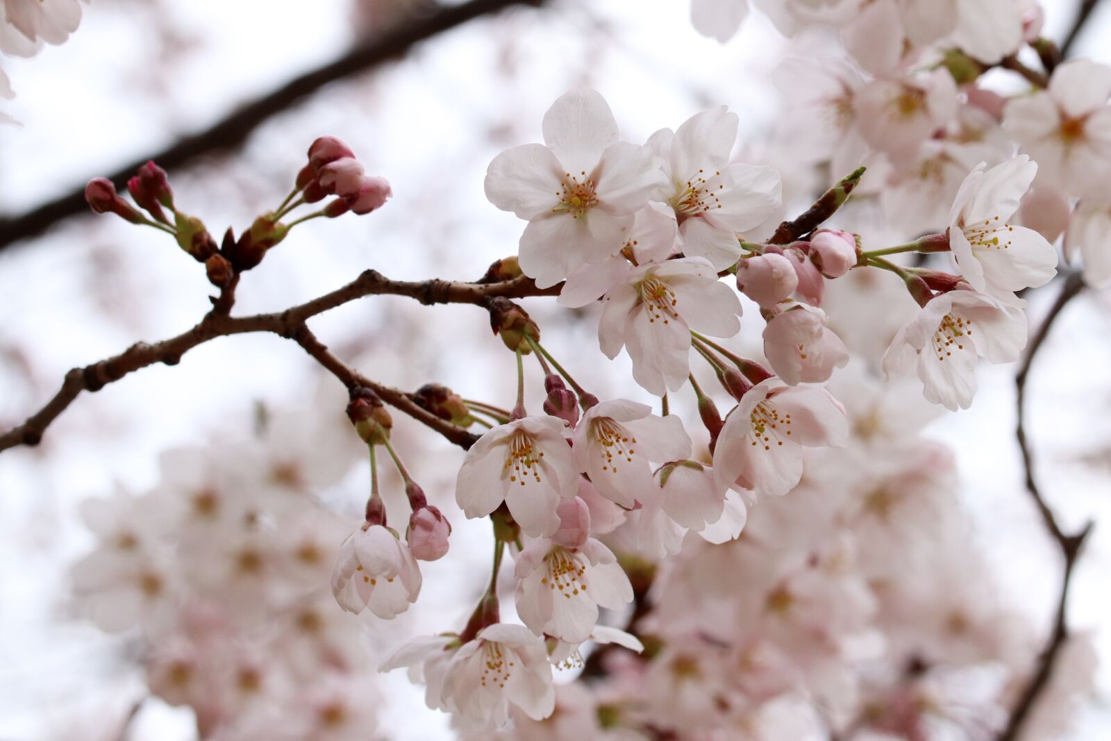 Canon EOS 800D (EOS Rebel T7i / EOS Kiss X9i) sample photo. Cherry blossom, spring, flowers photography