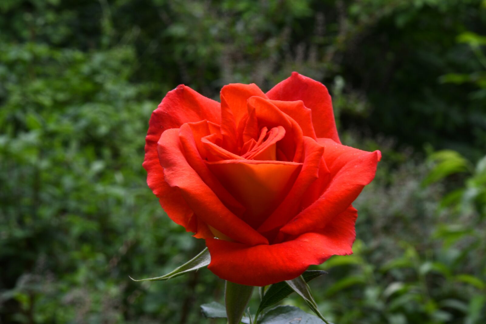 Nikon D7500 sample photo. Flower, rosa, red photography