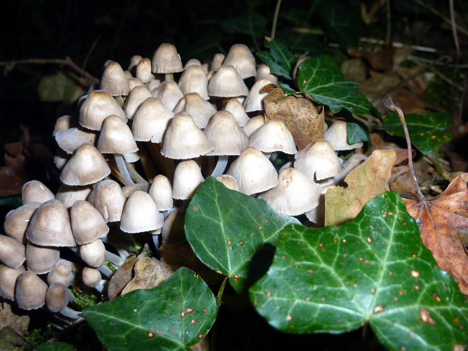Panasonic DMC-TZ7 sample photo. Fall, mushrooms, whites photography