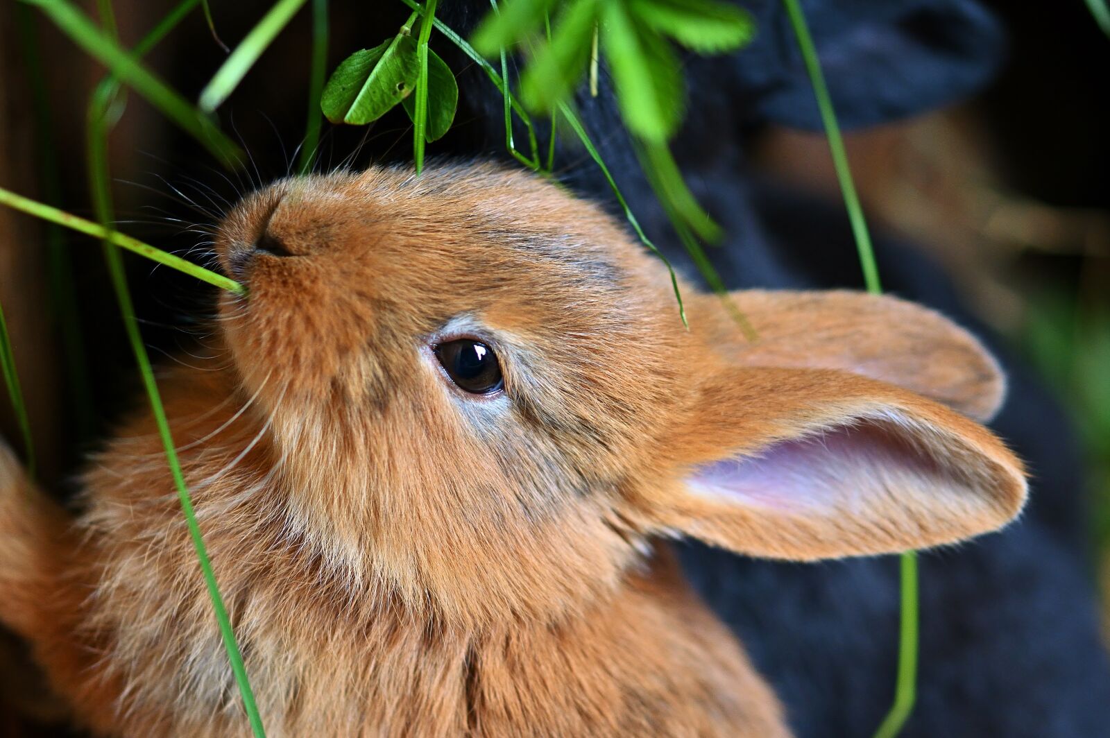 Nikon D5200 sample photo. Hare, feeding, cute photography
