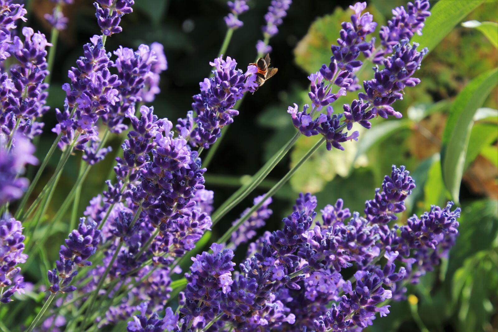 Canon EOS 80D sample photo. Lavender fields, violet, pollination photography