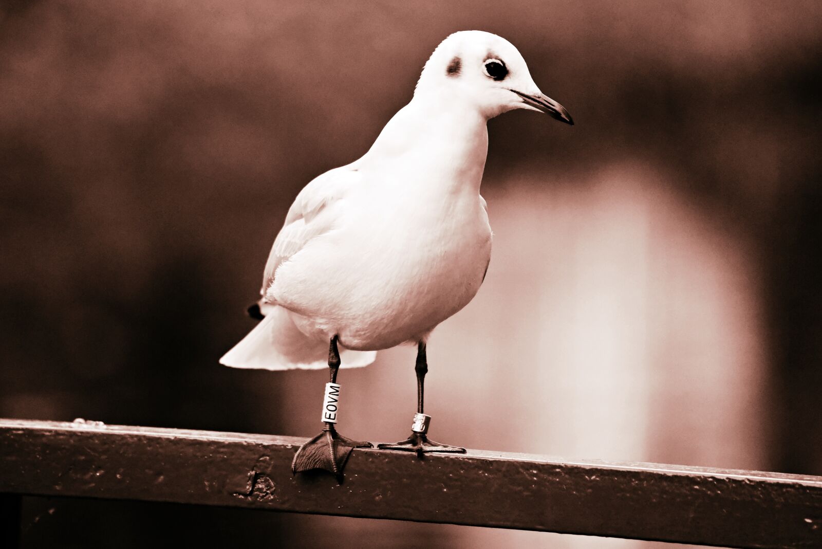 Nikon D750 sample photo. Sea gull, bird, animal photography