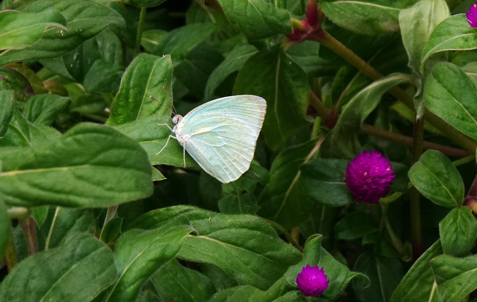 Sony DSC-WX800 sample photo. Butterfly, insect, catopsilia pomona photography