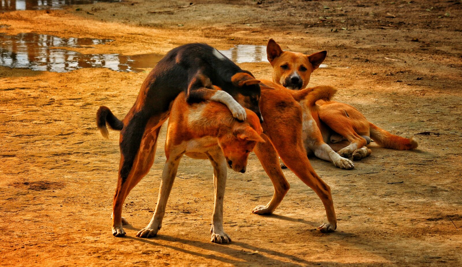 Canon EF-S 55-250mm F4-5.6 IS II sample photo. Dog, puppy, play photography