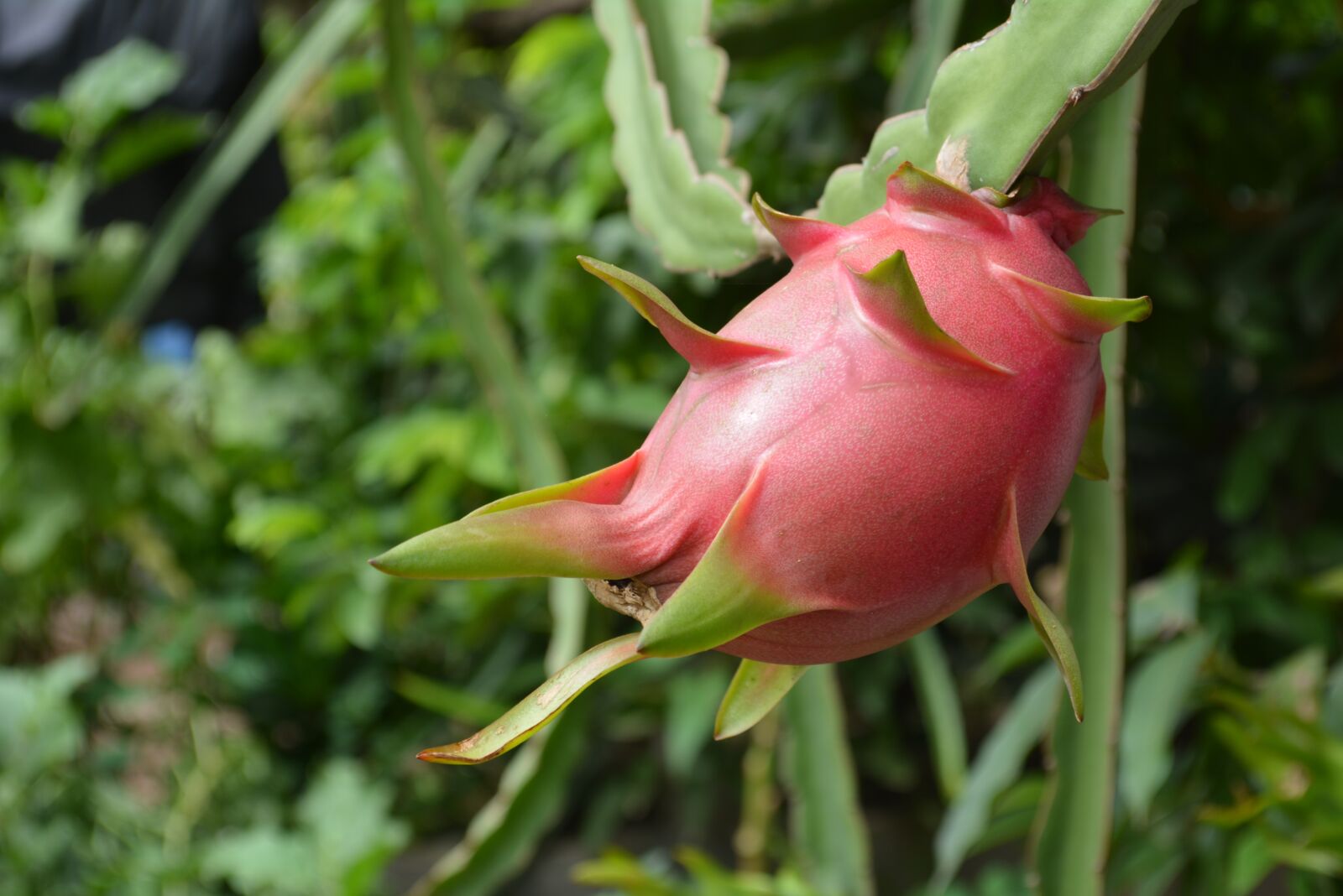 Nikon D5200 sample photo. Ripe dragon fruit, cambodia photography