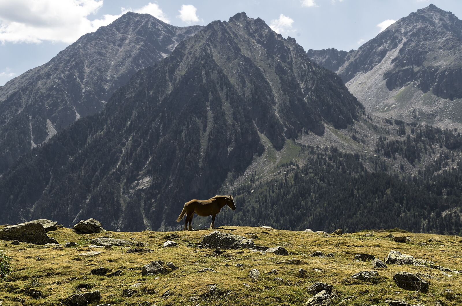 Pentax K-30 sample photo. Horses, mountain, nature photography