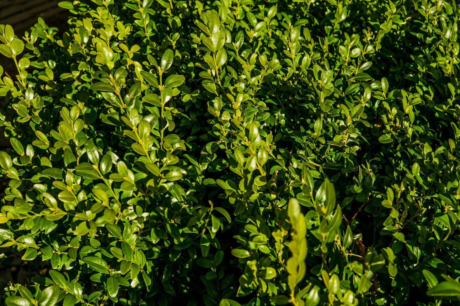 Sony a6300 sample photo. Hedge, green, hell photography