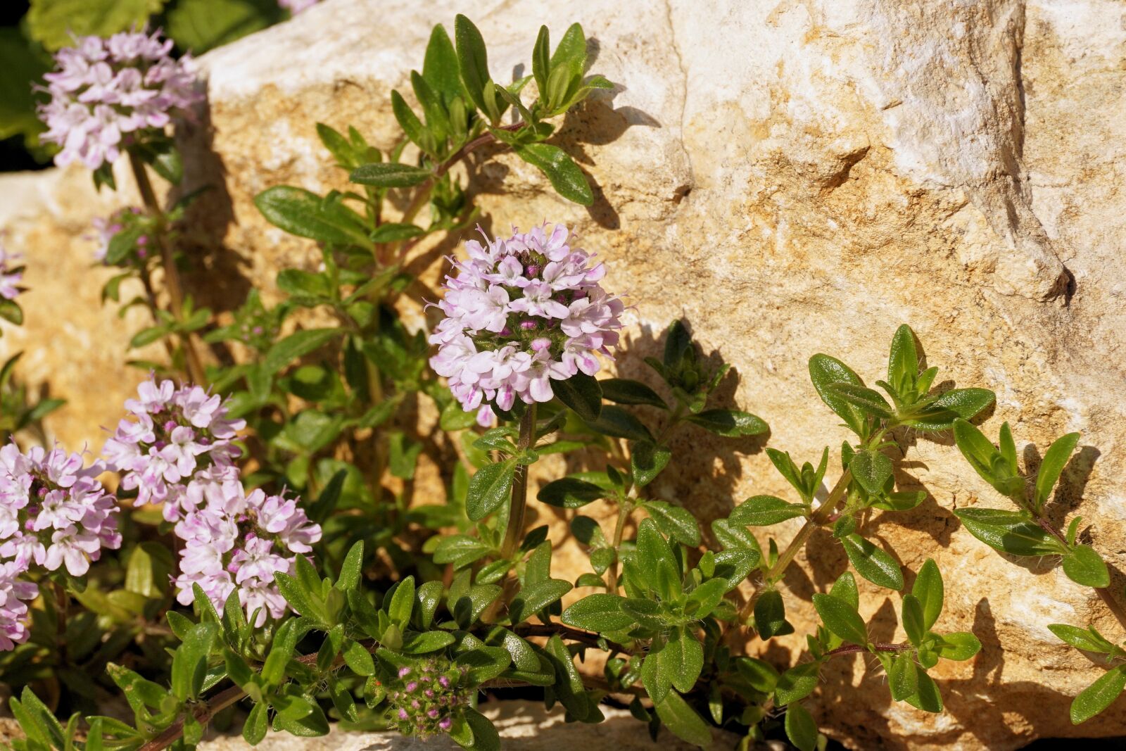Sony a6000 sample photo. Flowers, plant, nature photography